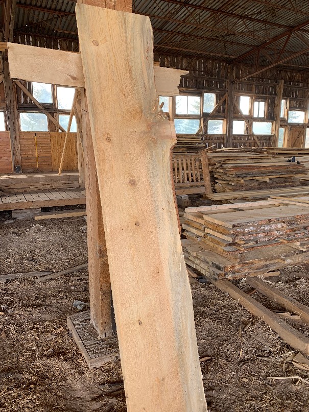 photo of beetle kill slab